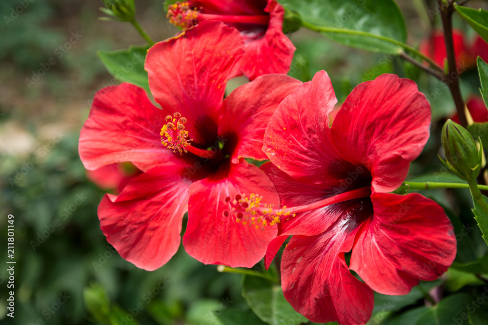 Red hibiscus flower on a green blurred background - obrazy, fototapety, plakaty 