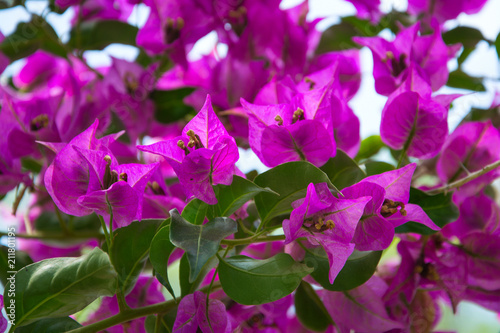 Purple flowers of bougainvillea tree.