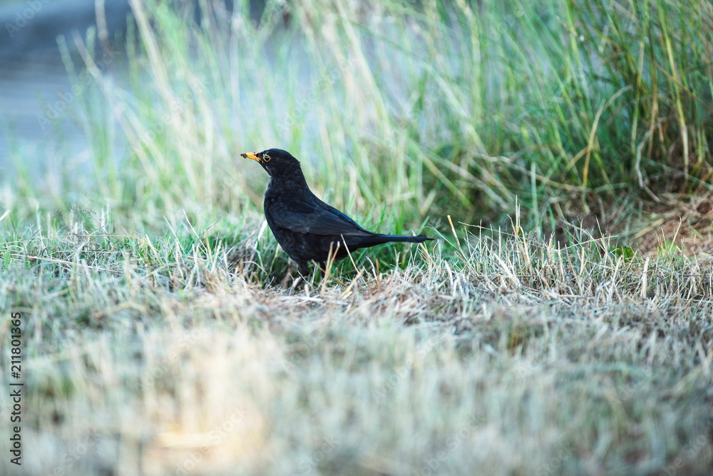 Obraz premium Male blackbird in grass near country road.