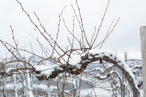 Obraz na płótnie snow in goriška brda