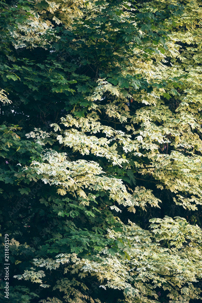 Patterns of leaves of summer trees in sunlight. Patterns of leaves of summer trees in sunlight.