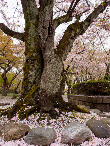 Wide closeup of the old thick trunk of a Somei Yoshino Sakura tree covered with moss, and pink petals covering the ground of a public park. Vertical orientation. Nagahama, Shiga, Japan.
