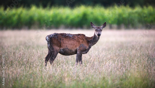 Valokuva Red deer hind with muddy fur in meadow near vineyard.