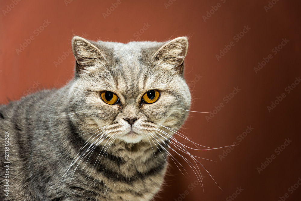 British cat is strict and serious looking to camera. Funny cat with orange eyes.