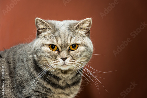 British cat is strict and serious looking to camera. Funny cat with orange eyes.