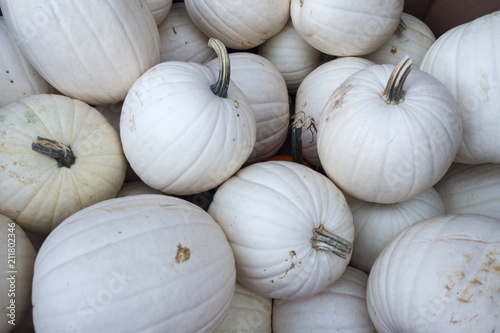group of white pumpkins at a farm or market