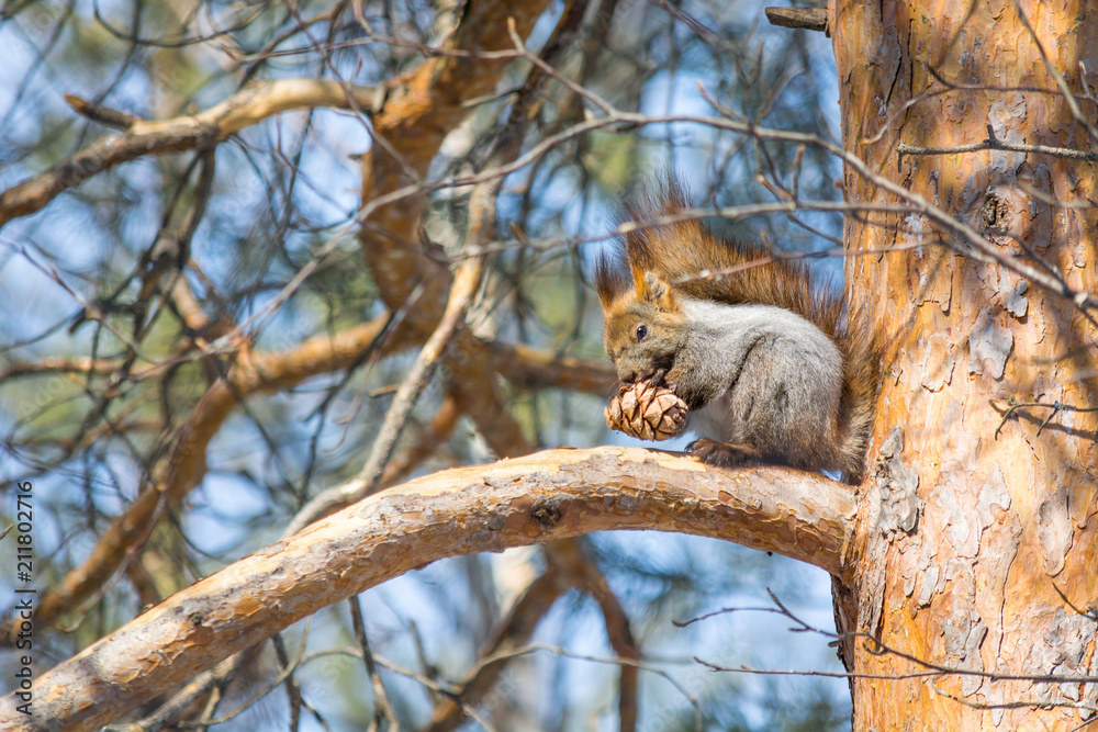 Forest squirrel eats cedar cone on pine tree in the spring wood with fluffy tail.