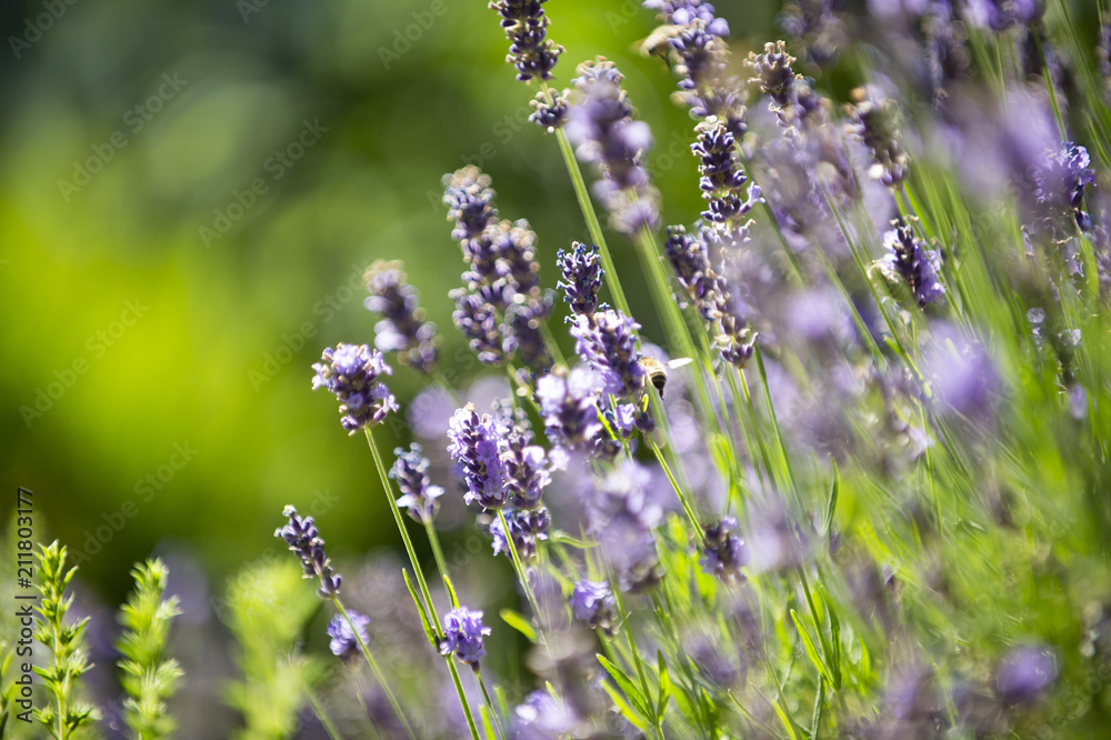 Obraz premium Lavendel auf einer Blumenwiese