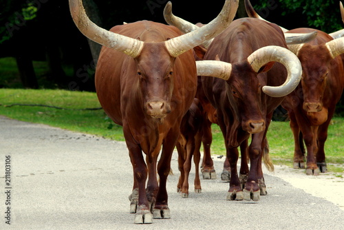 Dzikie bycze krowy na drodze