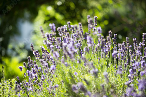 Fototapeta Naklejka Na Ścianę i Meble -  Lavendel auf einer Blumenwiese