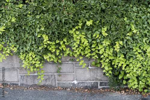ivy green leaves covrering stone cement grey wall