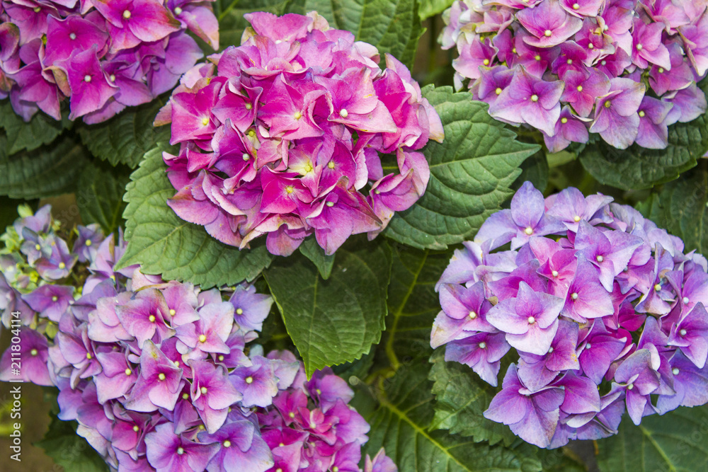 pink and purple hydrangea bloom in flower bed in the summer park