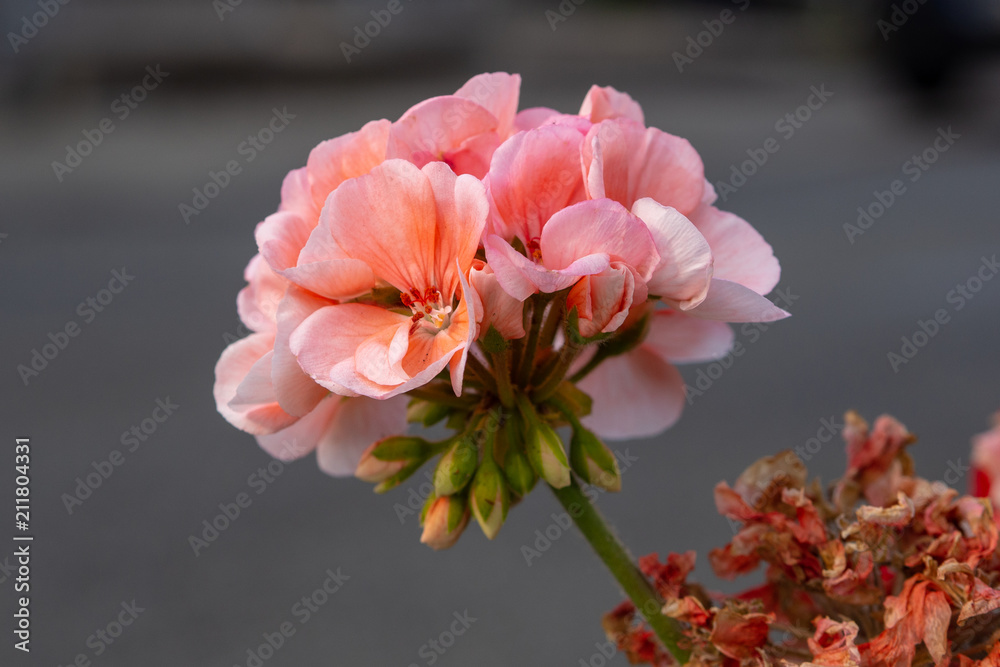 Fototapeta premium clouds