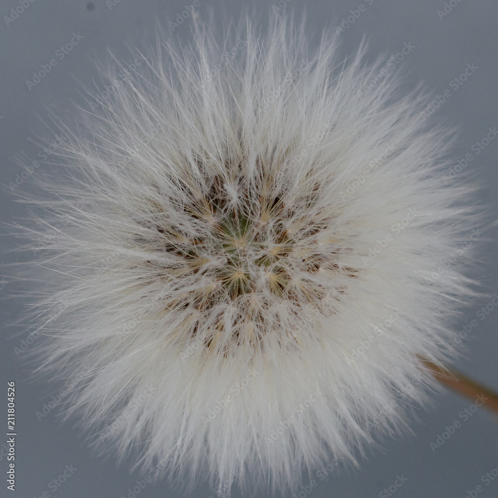 Fototapeta premium dendelion