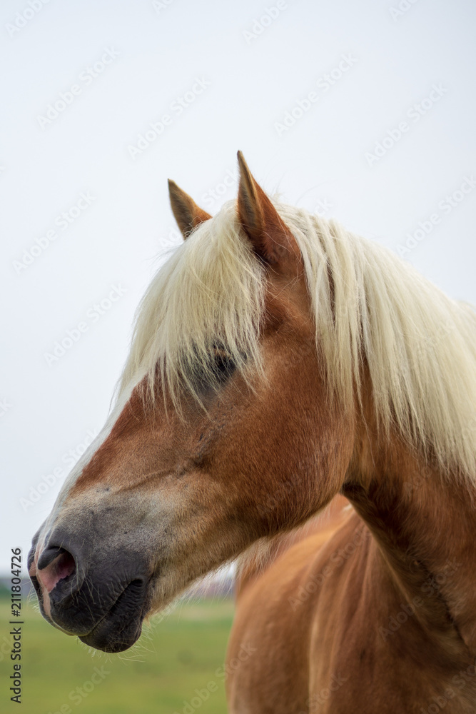 Obraz premium horse portrait