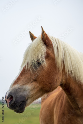 horse portrait