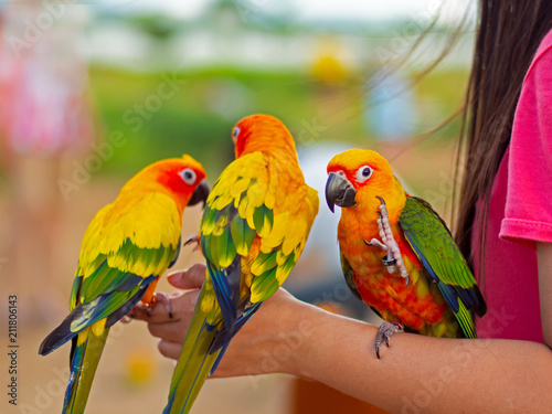 beautiful Colorful parrot sitting on human finger.