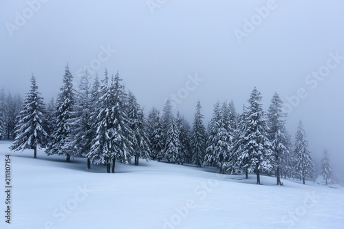 On the lawn covered with snow the nice trees are standing poured with snowflakes in frosty winter foggy morning. Beautiful winter background. © Vitalii_Mamchuk