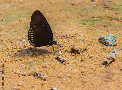 Butterflies are eating minerals on the ground.