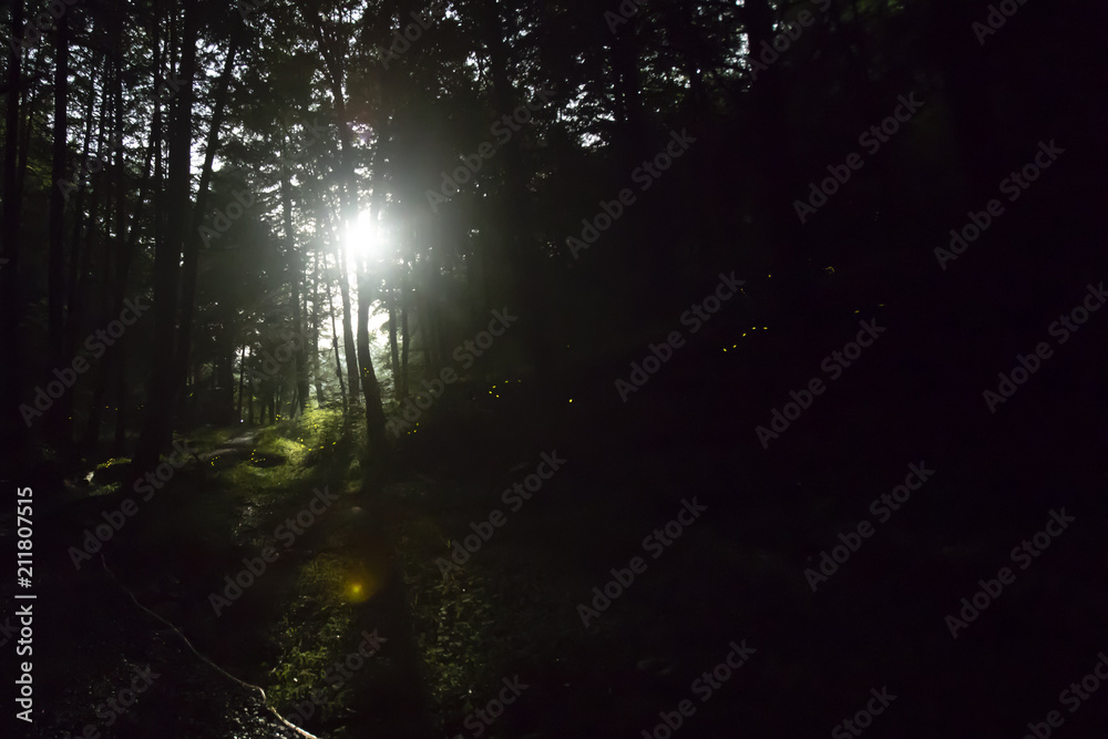Fototapeta premium Moonlit forest with fireflies