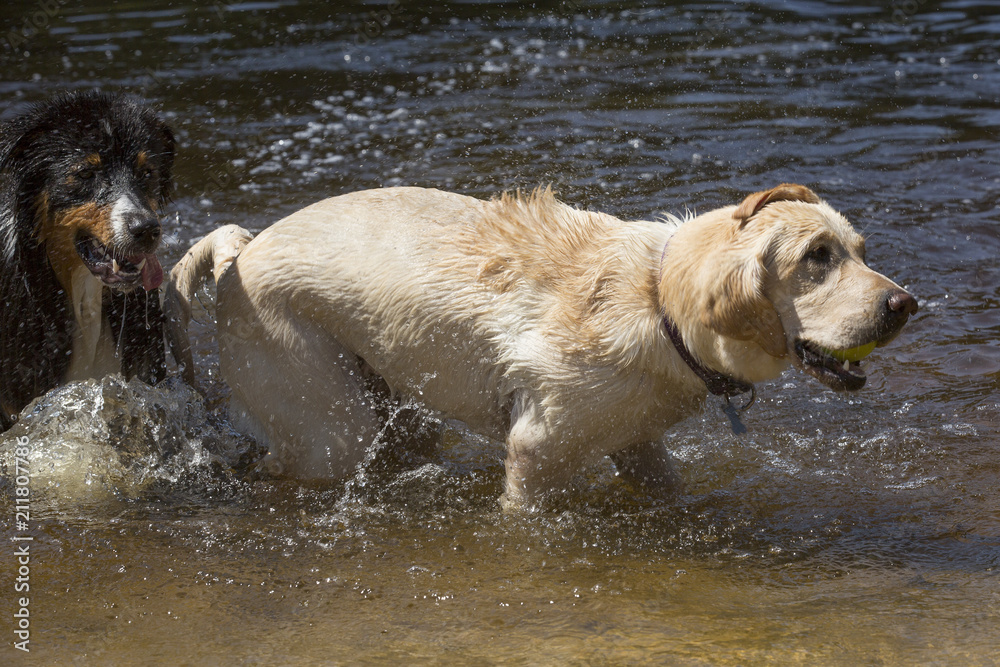 Labrador pup schud het water van zich af Labrador pup schud het water van zich af