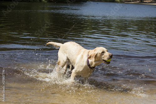 Labrador rent door het water