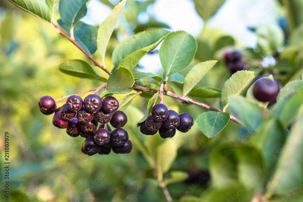 aronia bush in garden aronia bush in garden