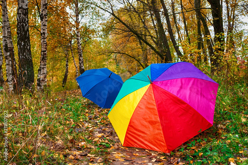 Multi-colored umbrella close-up during a rain fall day in a park with yellow leaves with copy space  weather concept