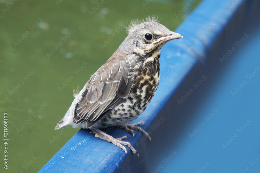 Fototapeta premium the baby bird of a starling 