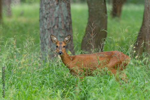 Chevreuil femelle de profil dans une clairière photo