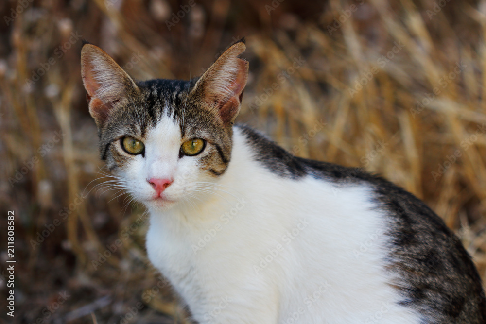 Portrait of feral multicolored cat in the countryside