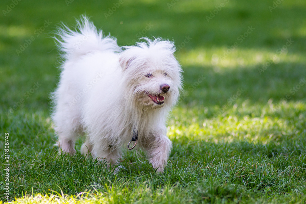 Piccolo cane bianco che corre libero nel parco