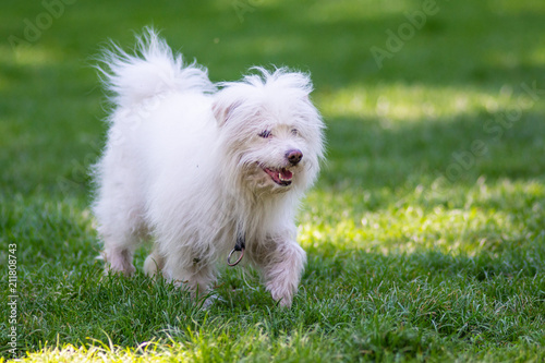Piccolo cane bianco che corre libero nel parco