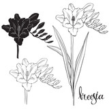 Seamless pattern with hand drawn freesia flowers. Vector illustration. Black and gray floral silhouettes on white background.