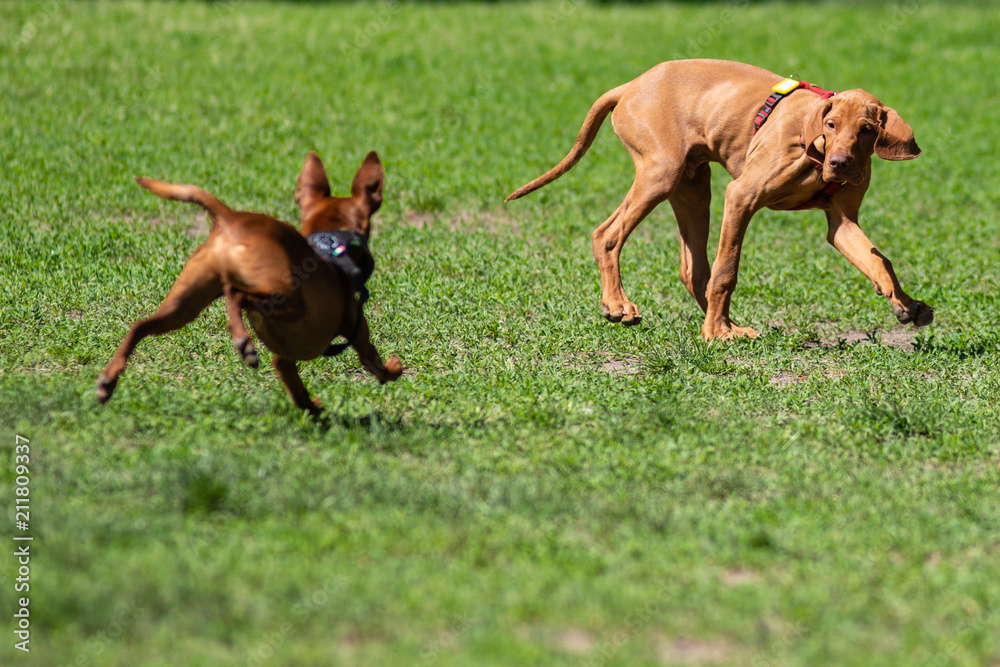 Cuccioli di cani che giocano liberi in un parco cittadino