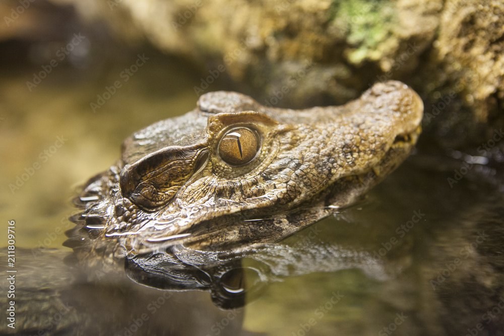 Fototapeta premium Alligator or caiman head above clear calm waters