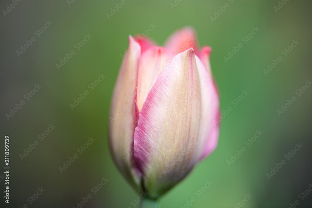One Bud of pink Tulip close-up on blurred green background One Bud of pink Tulip close-up on blurred green background