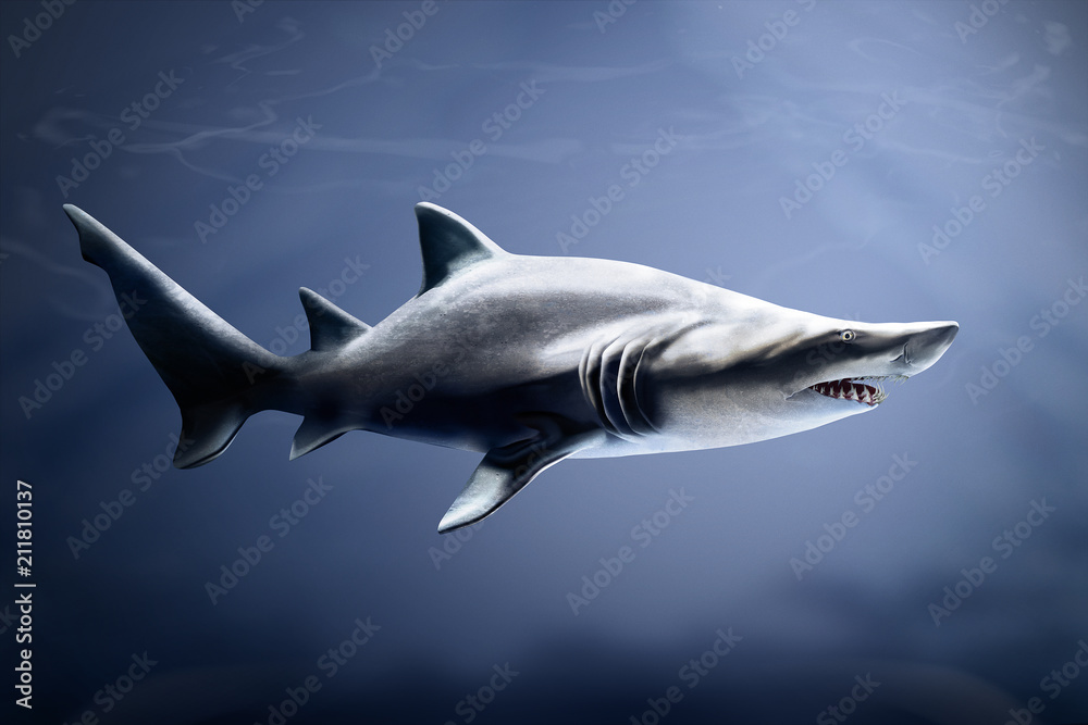 Fototapeta premium subtropical and temperate sea water Sand tiger shark pointed protruding teeth 10 feet long