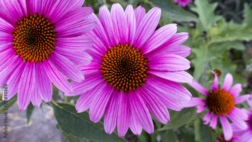 close up of three flowers selective focus close up of three flowers selective focus