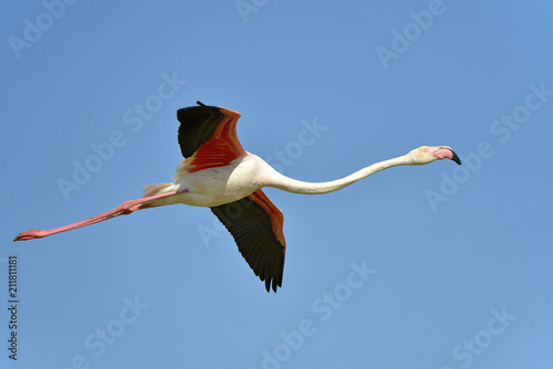 Flamingo in flight (Phoenicopterus ruber) on the blue sky background, in the Camargue is a natural region located south of Arles in France