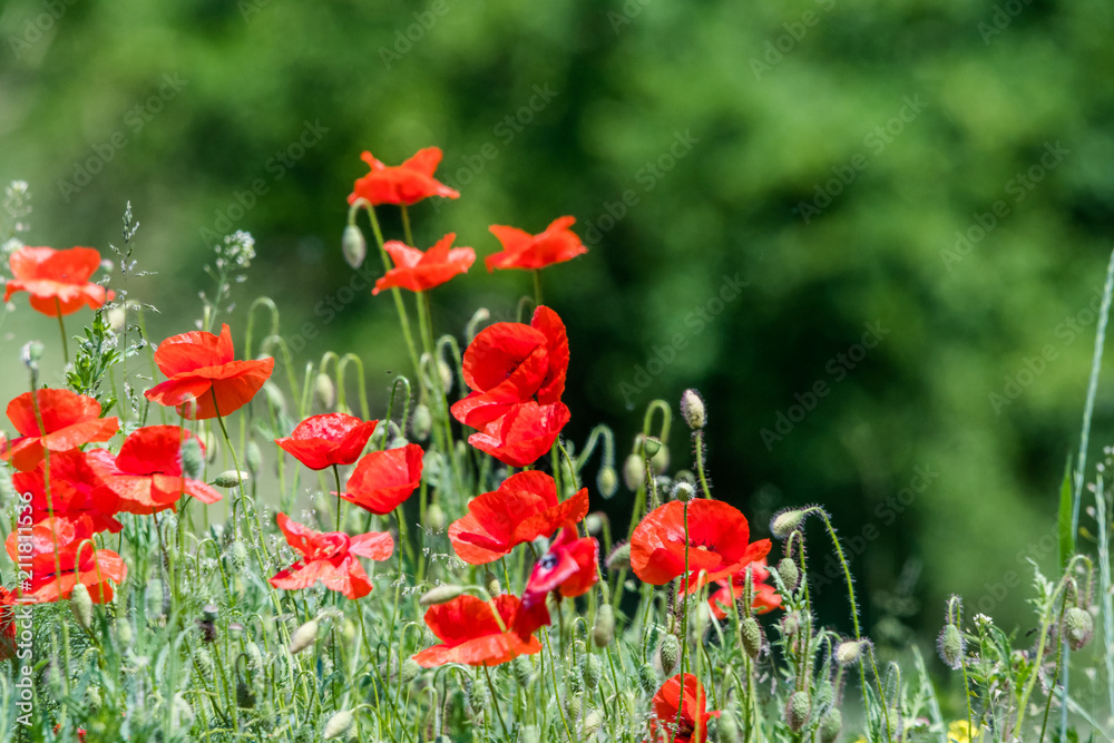 Fototapeta premium Many beautiful red flowers, poppies on a beautiful green background