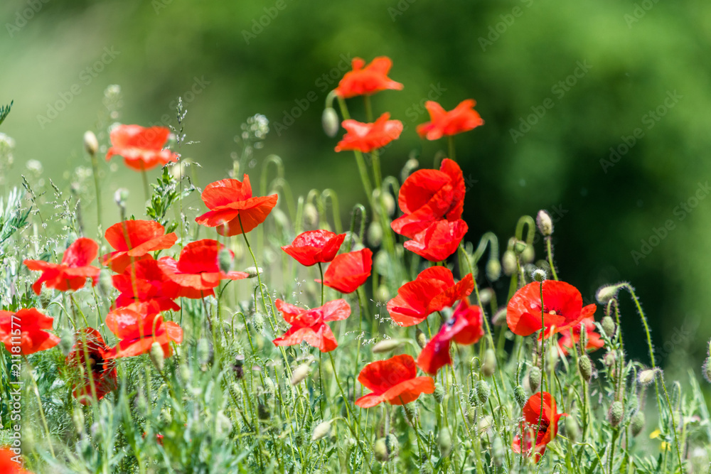 Obraz premium Many beautiful red flowers, poppies on a beautiful green background