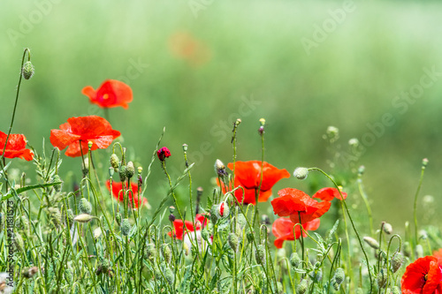 Many beautiful red flowers, poppies on a beautiful green background