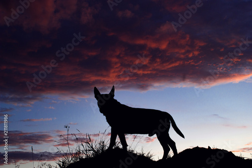 Silhouette of a dog on sunset background