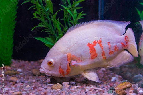 Predatory fish close-up of the species Astronotus Okellatus, inhabitant of the southern tributaries of the Amazon photo