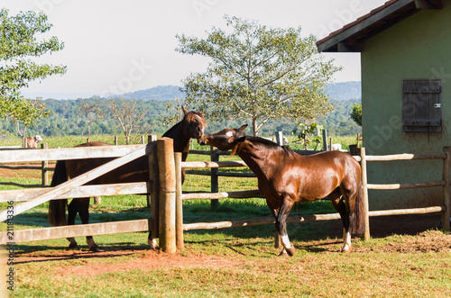 Horses of the Creole breed in farm photo