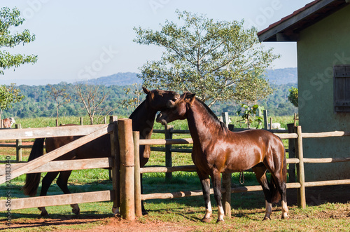 Horses of the Creole breed in farm