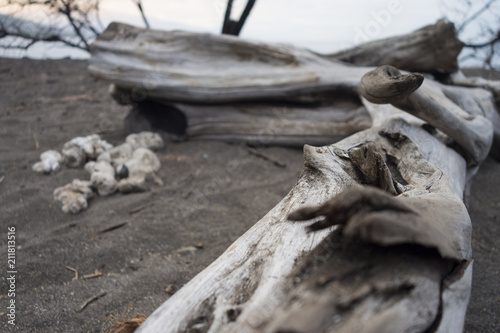 camp olowalu maui olowalu hekili point weathered tree limb on black seaside sandy beach photo