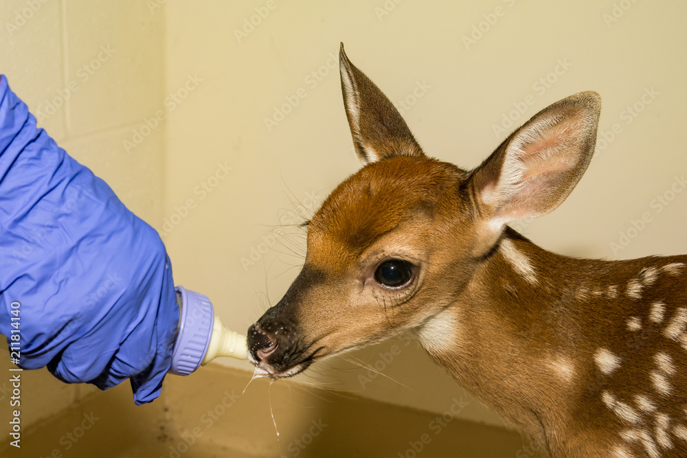 Obraz premium Whitetail Deer Fawn Rehabilitation