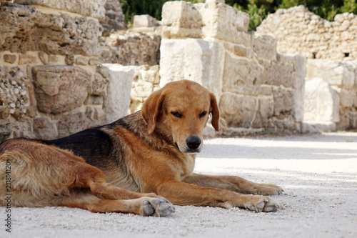 The dog lies on the sidewalk. Mixed breed on the side of the road, against the ruins of the old city.